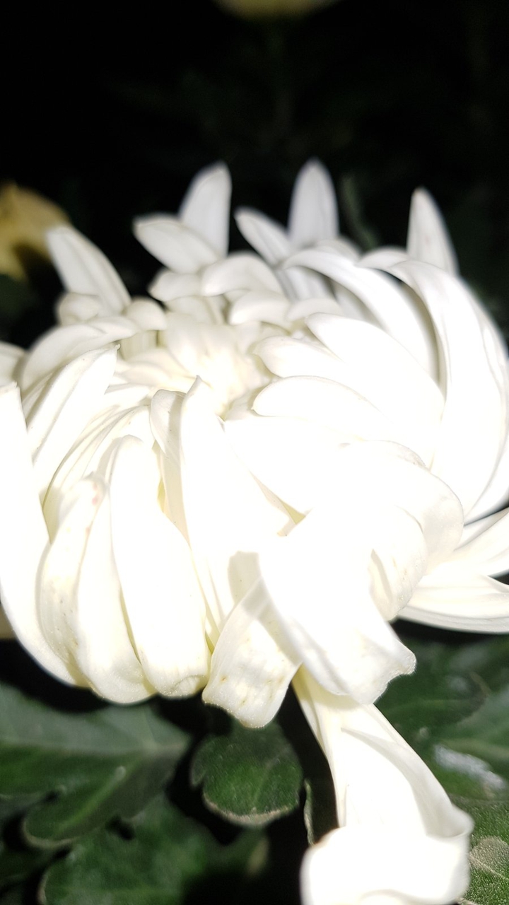 flowerwhite2
