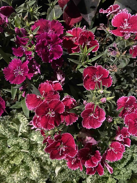 flowers garden environment