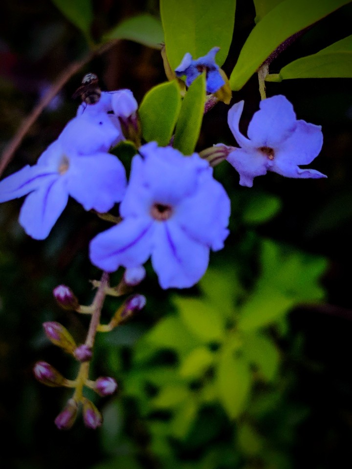 flora