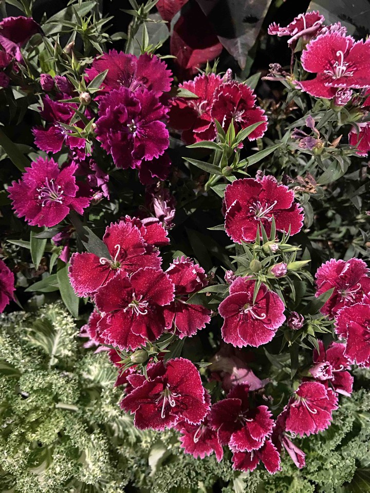 flowers garden environment