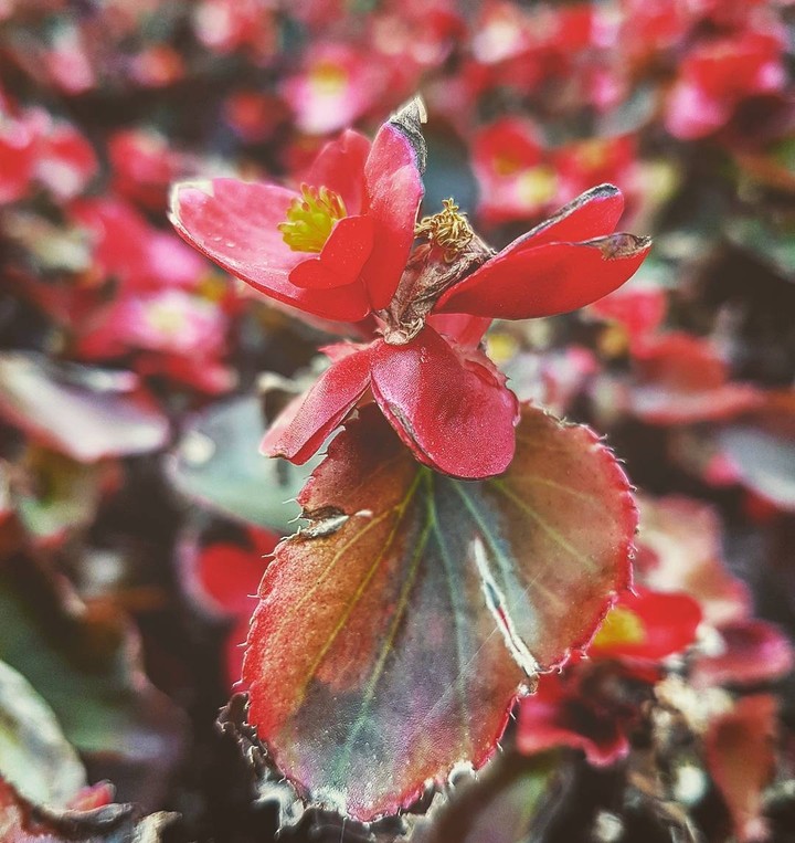 the ever shining flowers