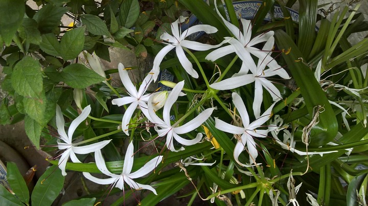 My flowers