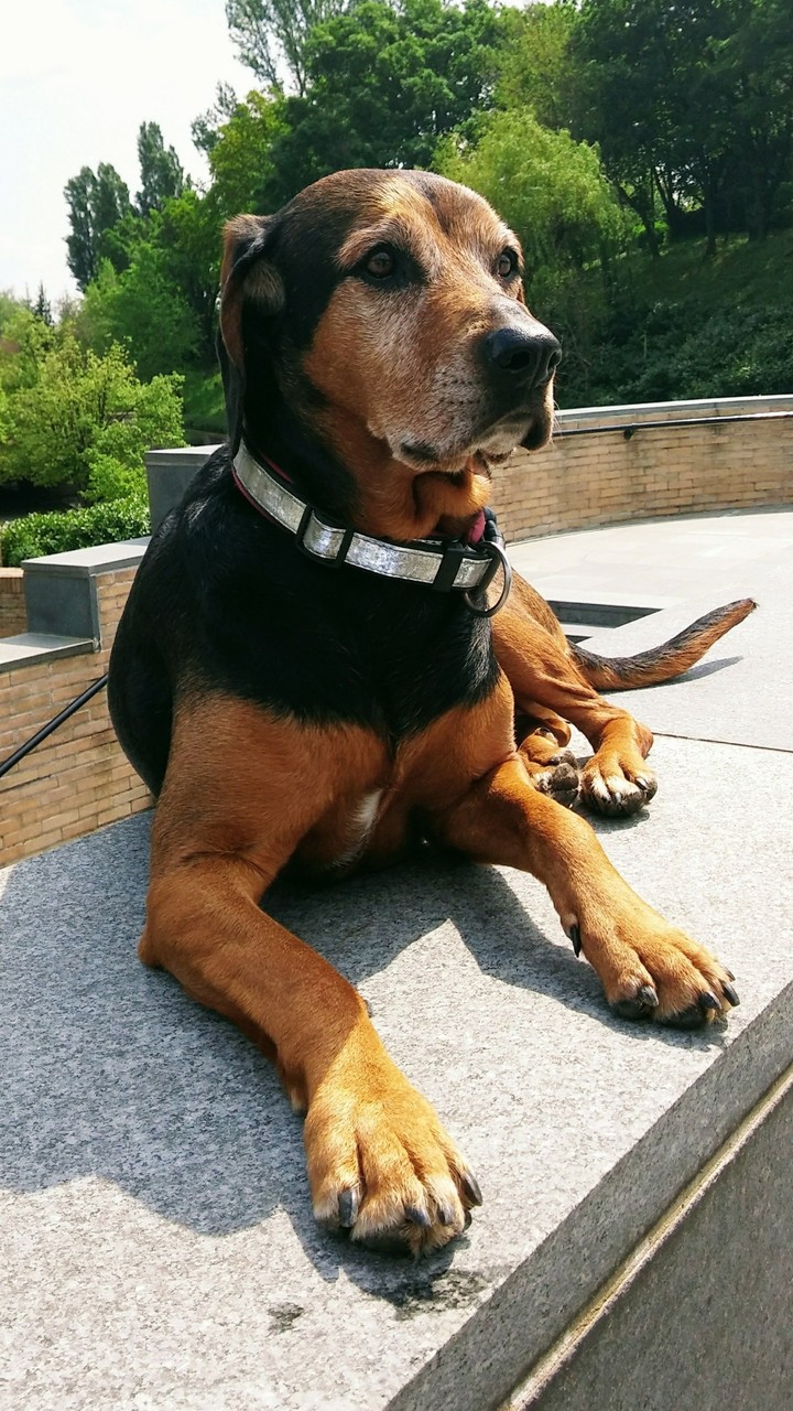 Happy dog.  :-)