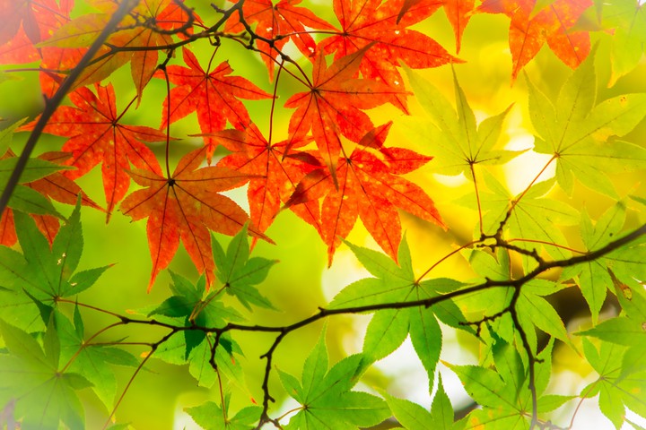 Summer & Autumn