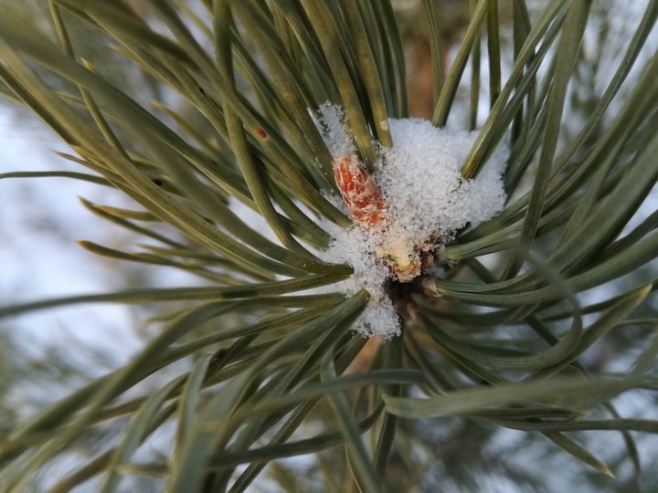 a piece of winter