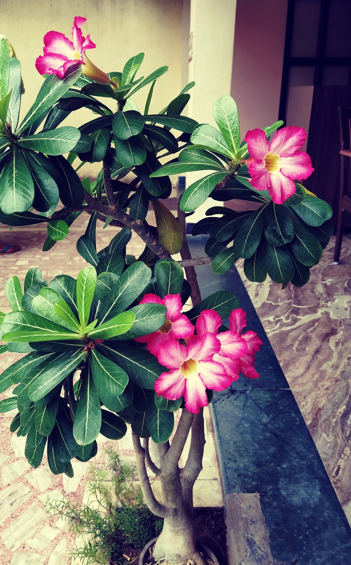 flowers