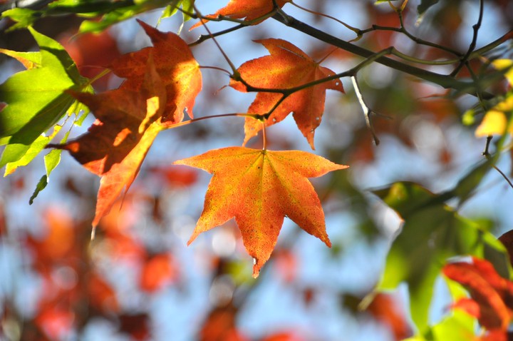 Autumn scenery