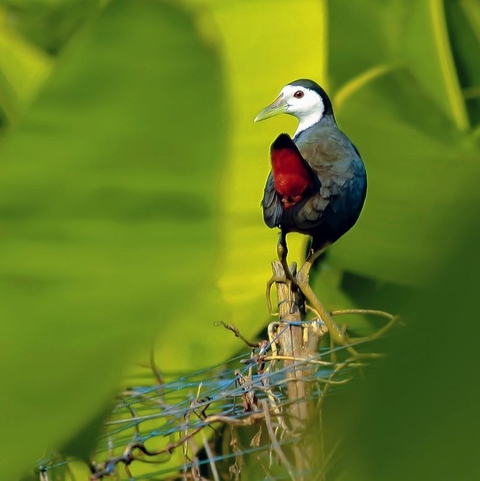 bird, Rail wallpapers