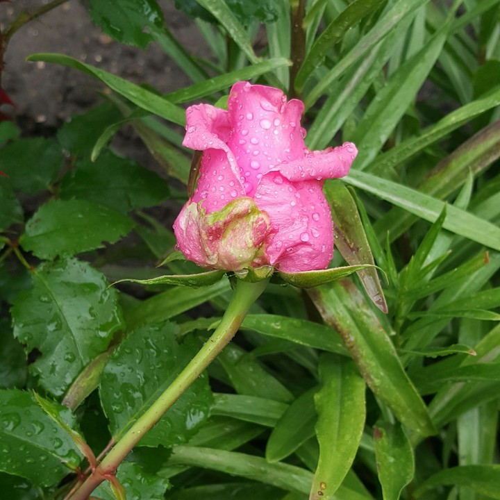 pink rose