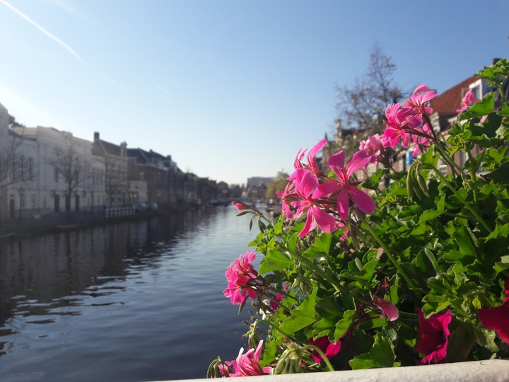 Flowers in Amsterdam