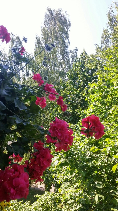 Summer