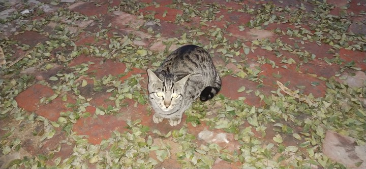 cat