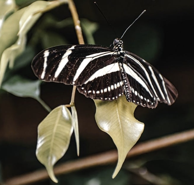 lepidoptera, closeup Hintergrundbilder