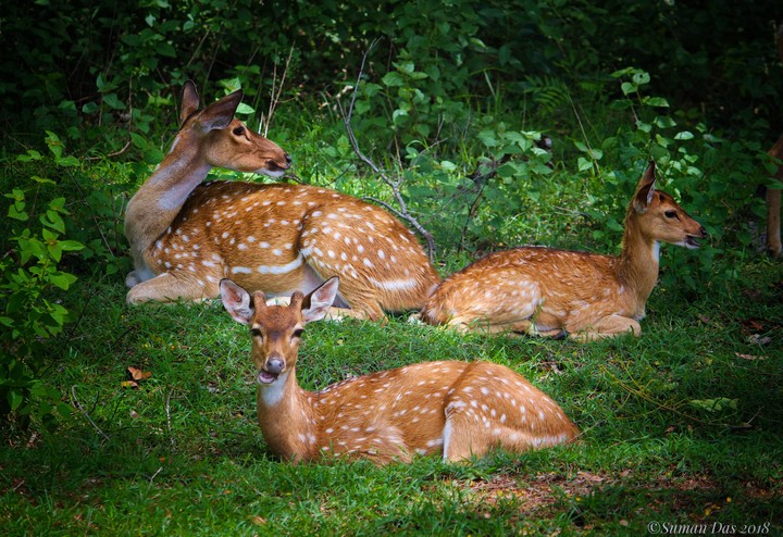deers in their natural habitat