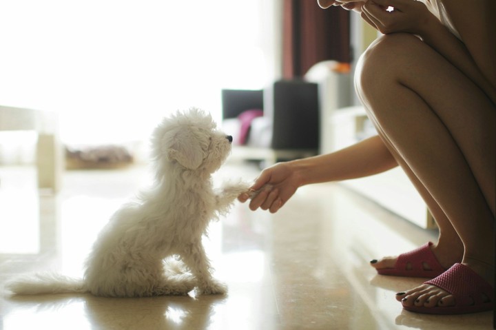 Dog is our bestfriend