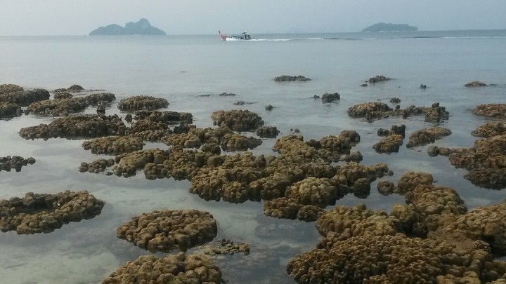 coral