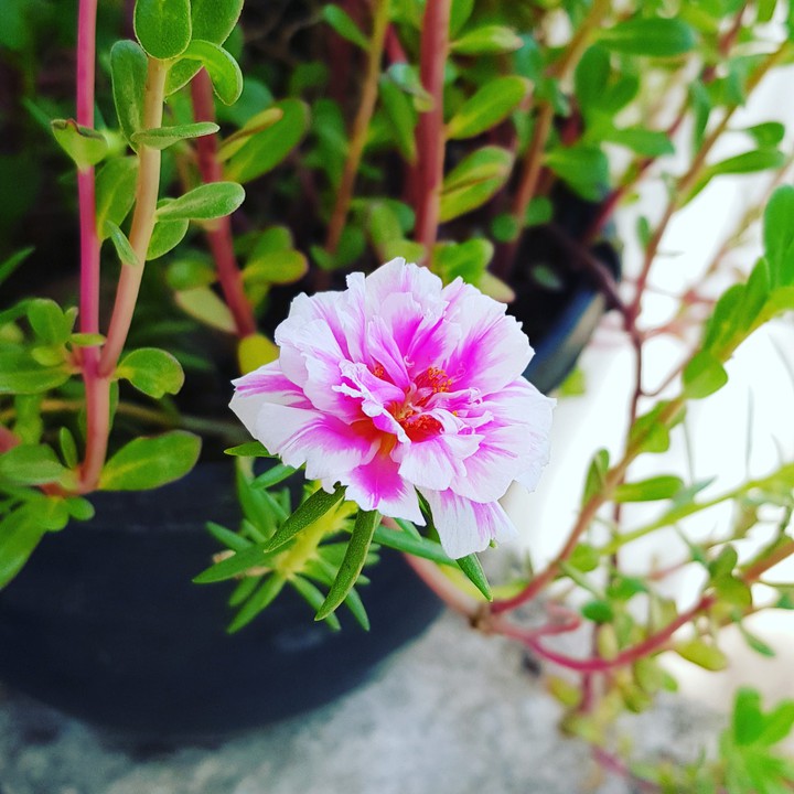 10am flower