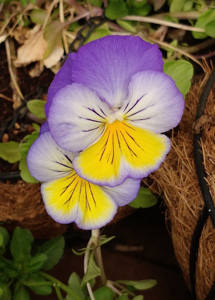Floral