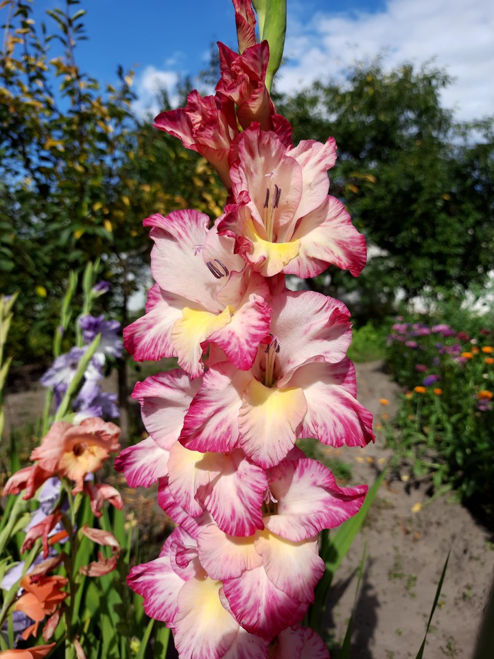 flower