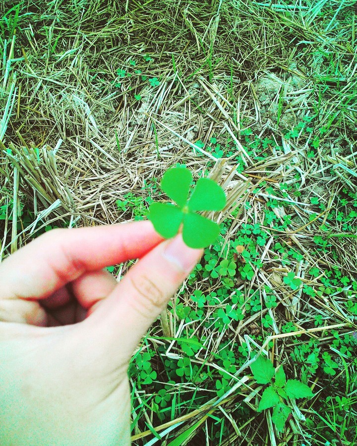 a four leaves clover