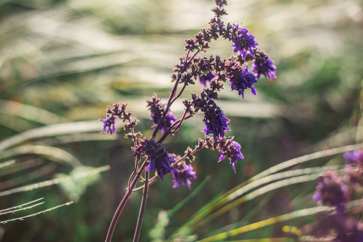 Wild flower