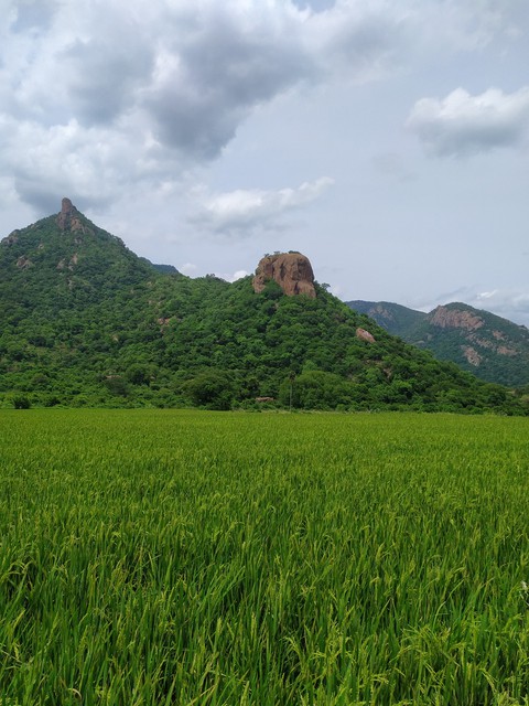 paddy fields and mountains