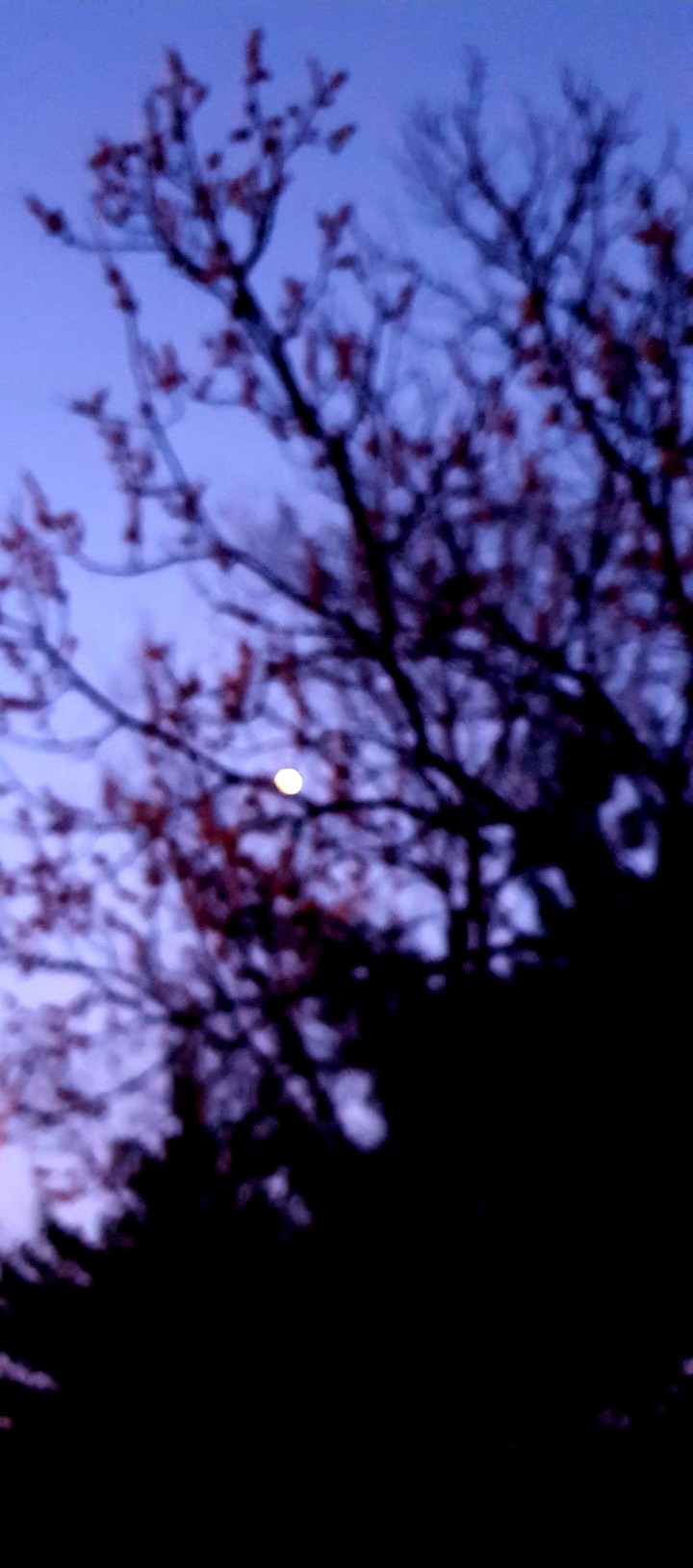 Moon night