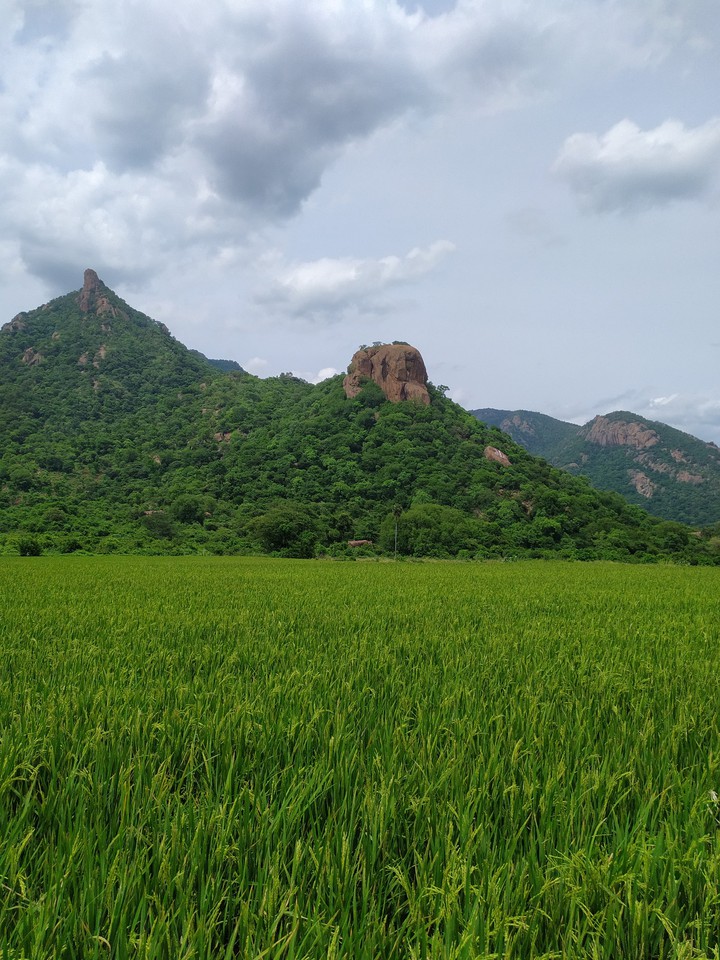 paddy fields and mountains