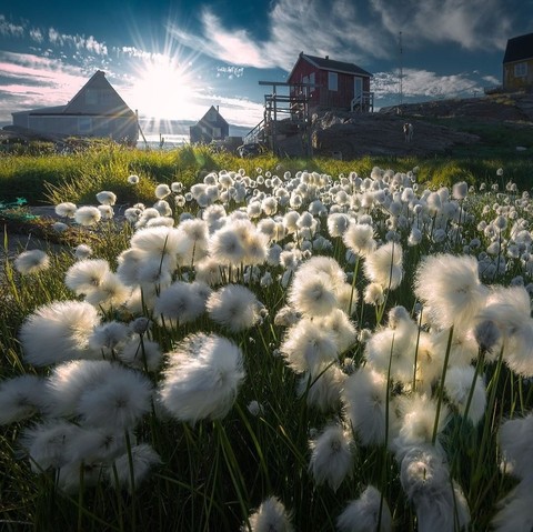 綿の花？と神々しい夕方の夕日が綺麗！！ヘ(≧▽≦ヘ)♪