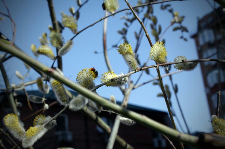 spring in the city