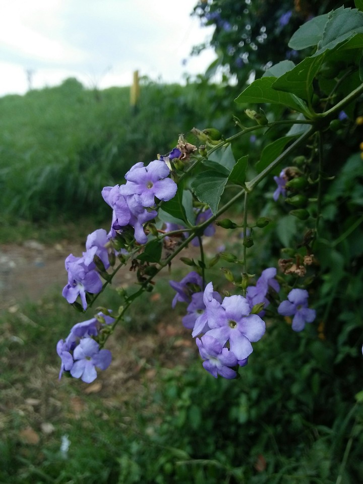 flower