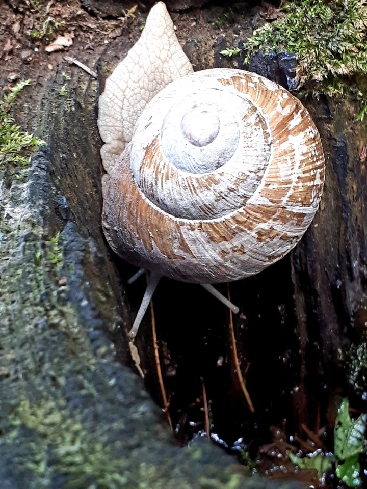 burgandy snail in a tree stump