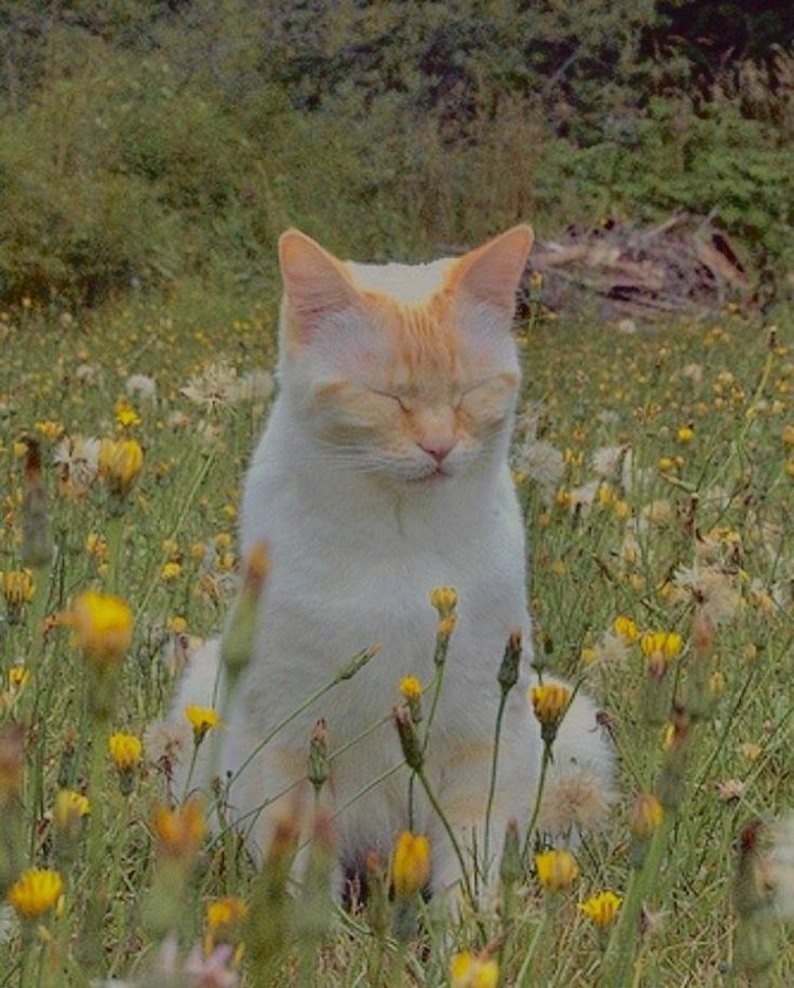 kittie
