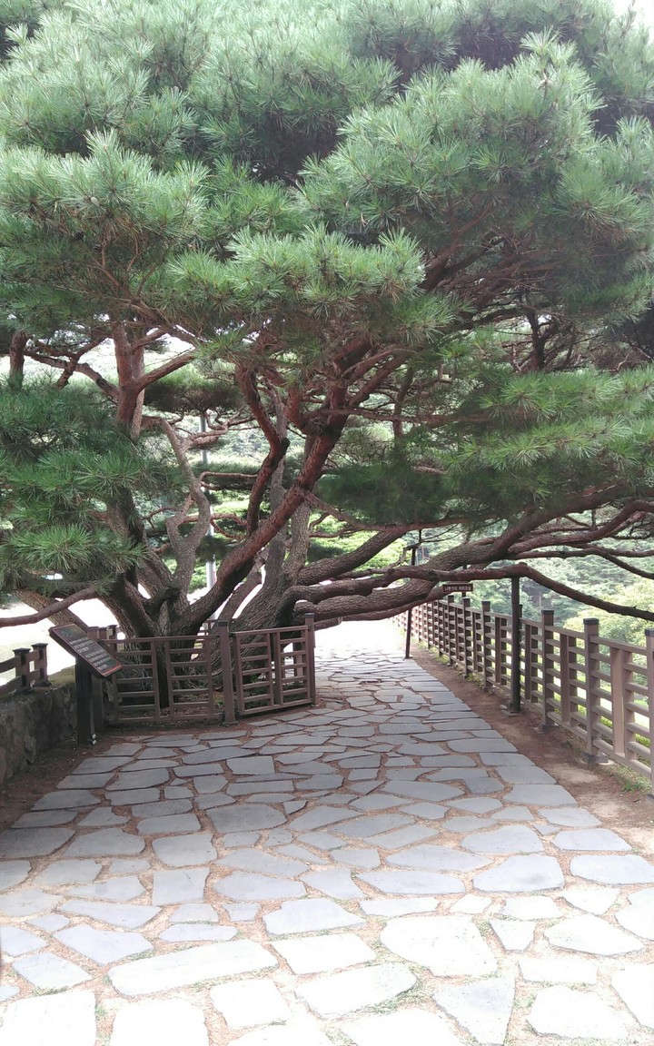 Trees are Green