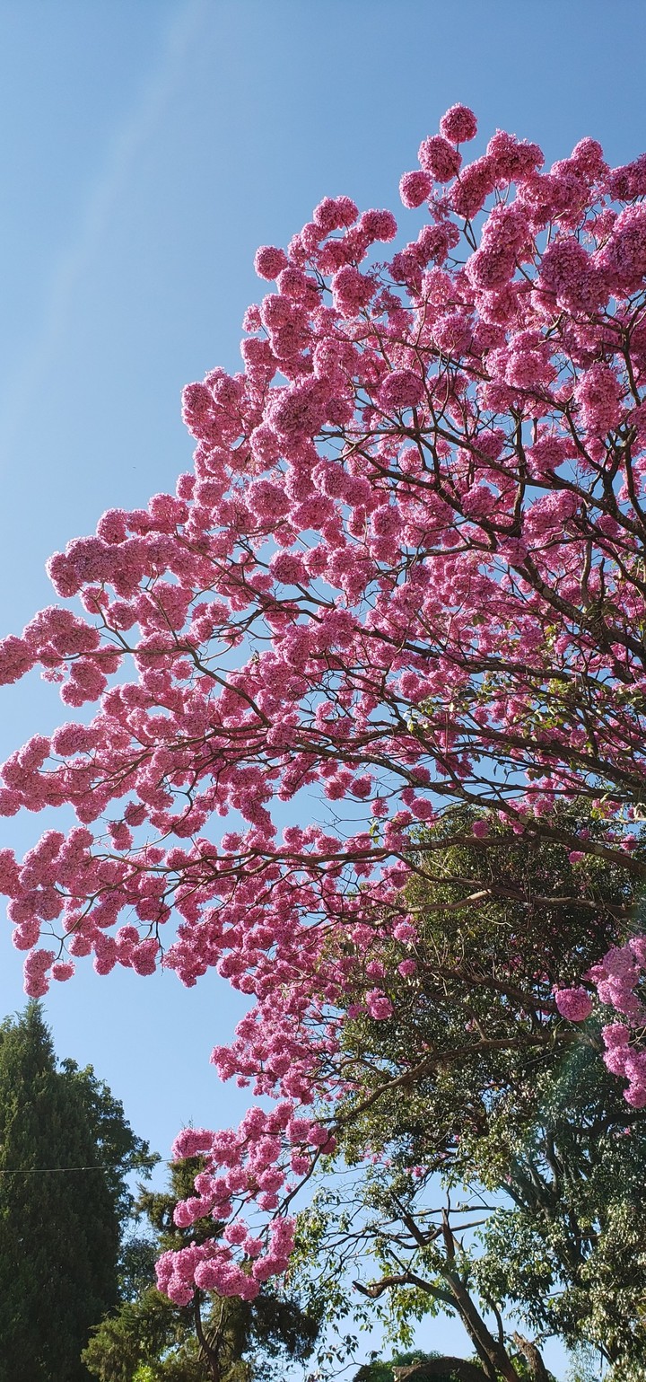 ipê rosa