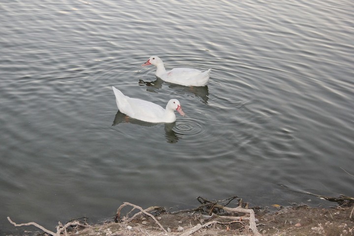 Ducks