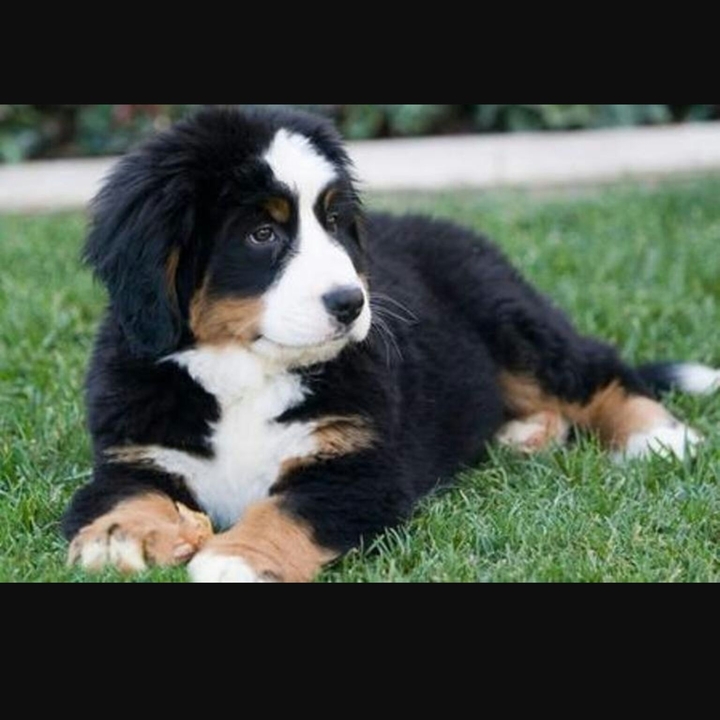 cagnolino 