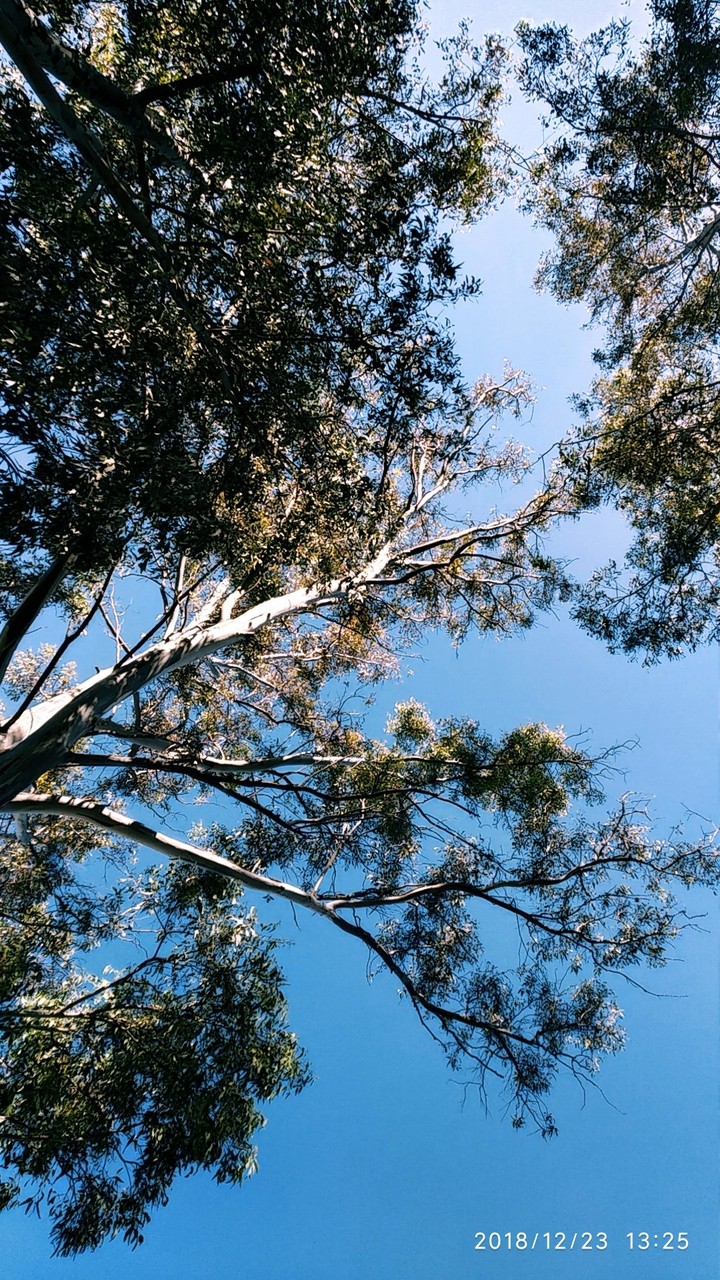 tree and sky