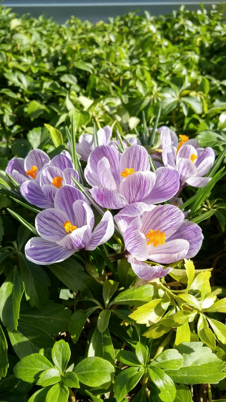 Purple lovelies