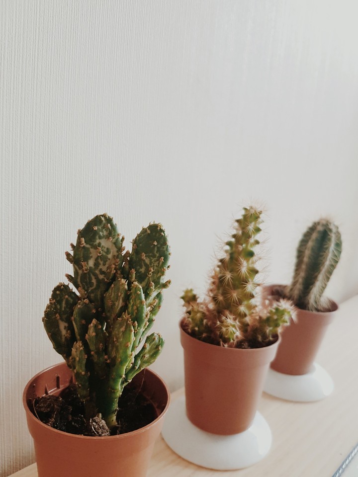 3 lil' cacti