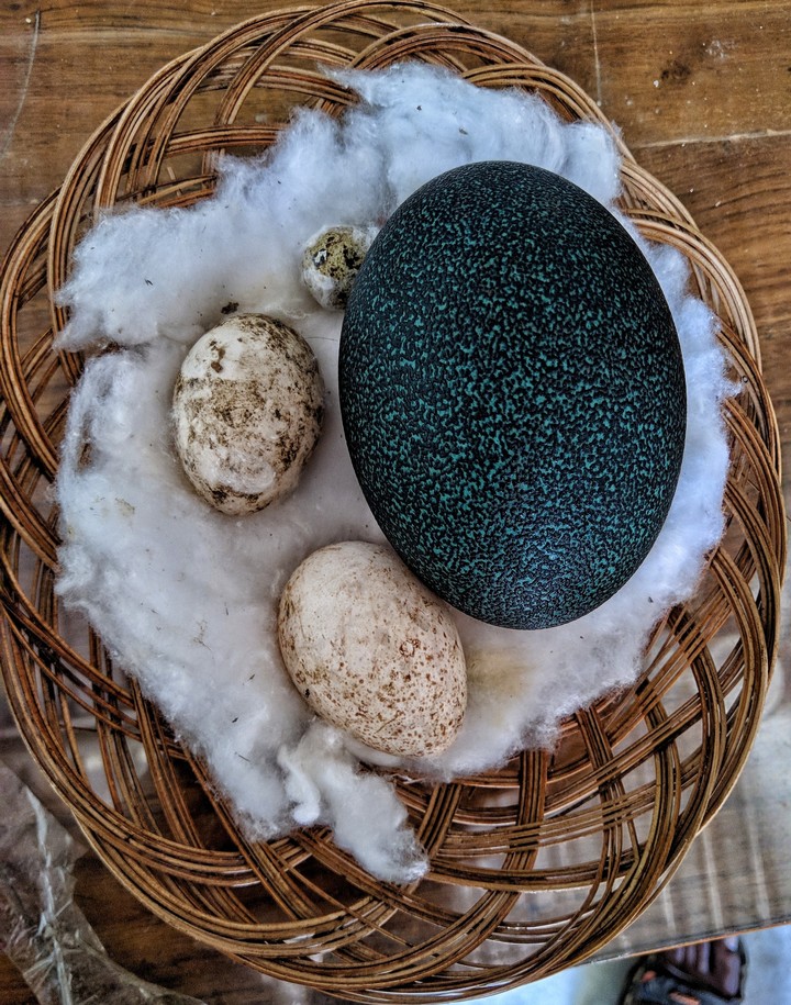 Eggs