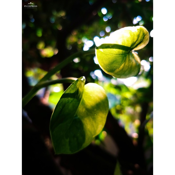 nature beauty