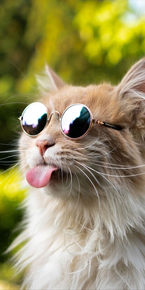 sunglasses, whiskers壁纸