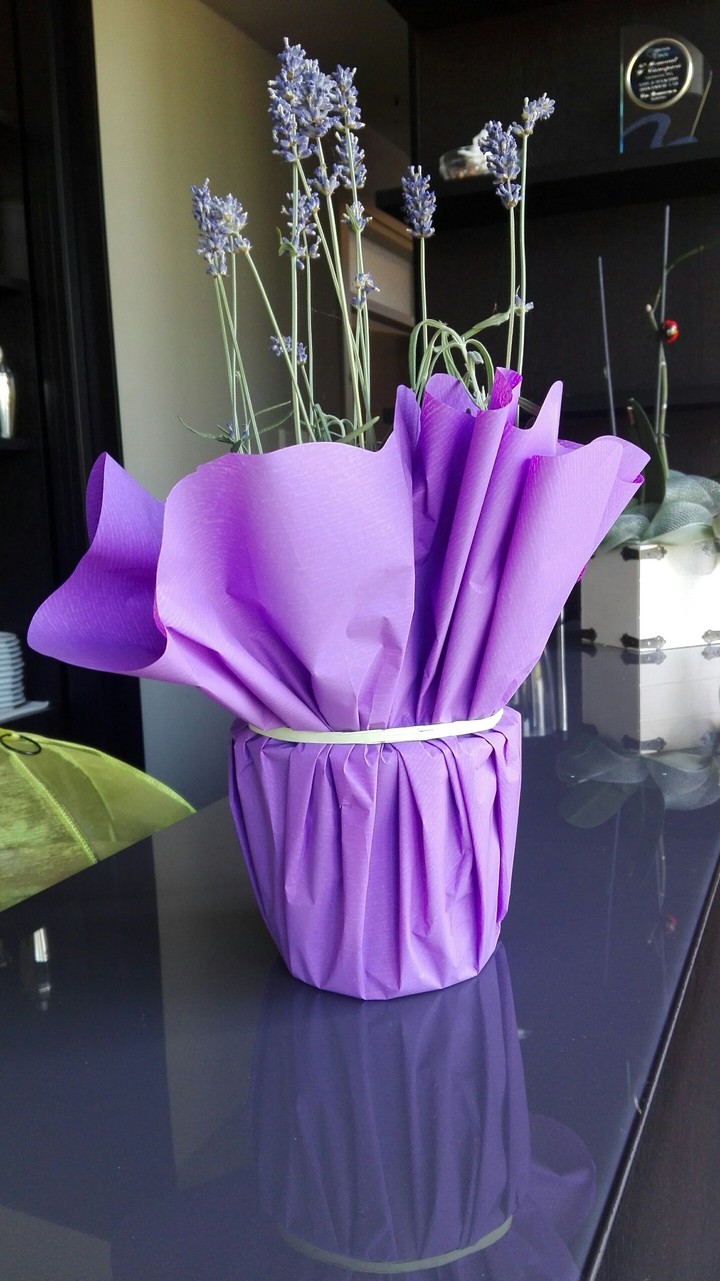 Lavanda
