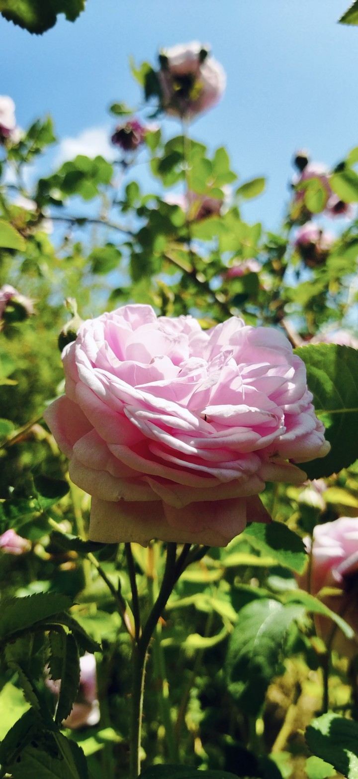 Rose wallpaper