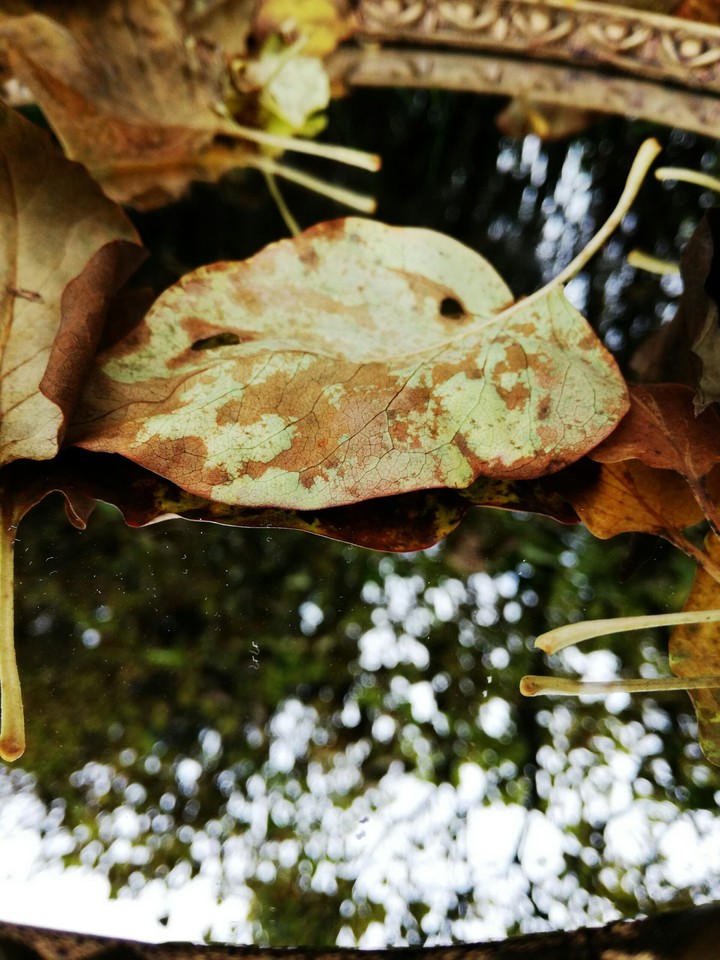 leaves on a mirror