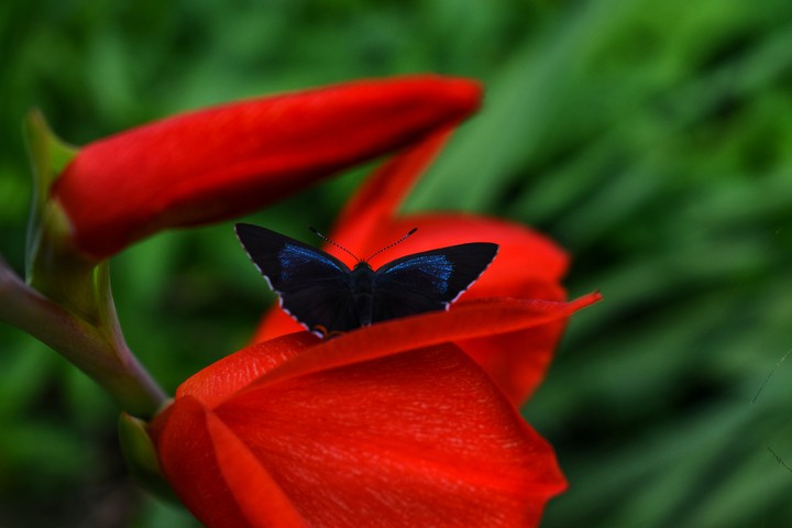 #Butterfly