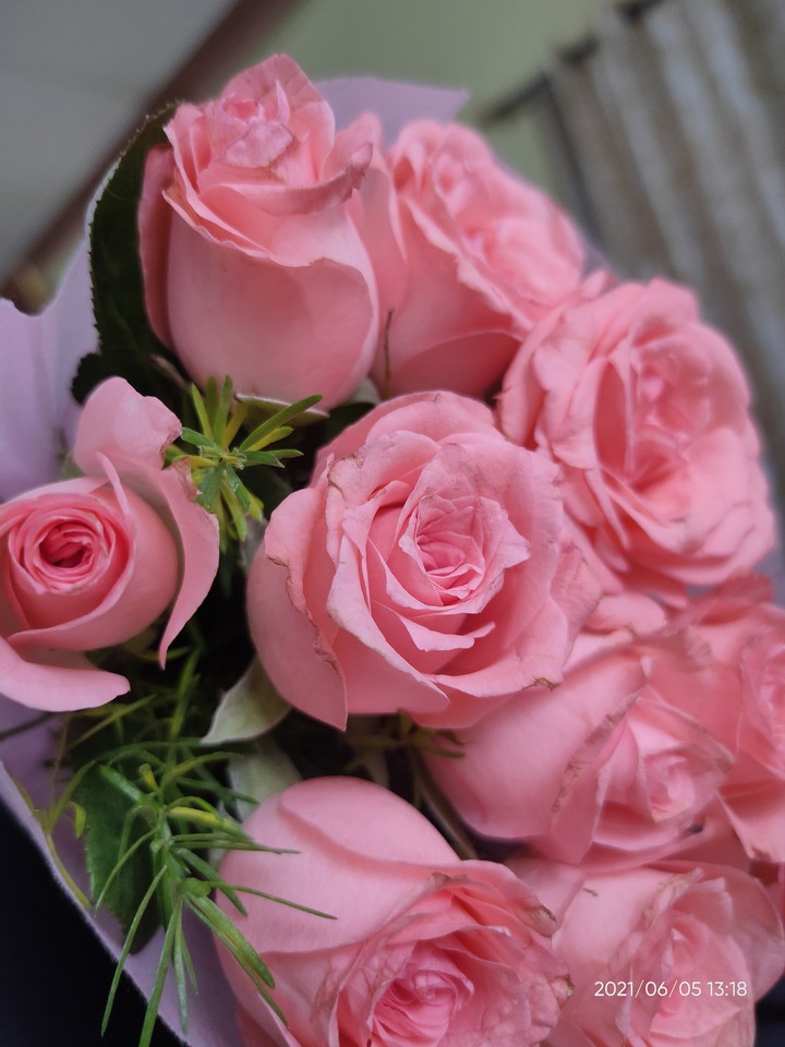 pink rose , beautiful minds are beautiful flowers