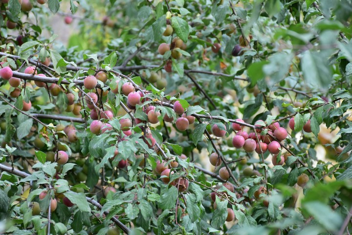 Sloe Tree