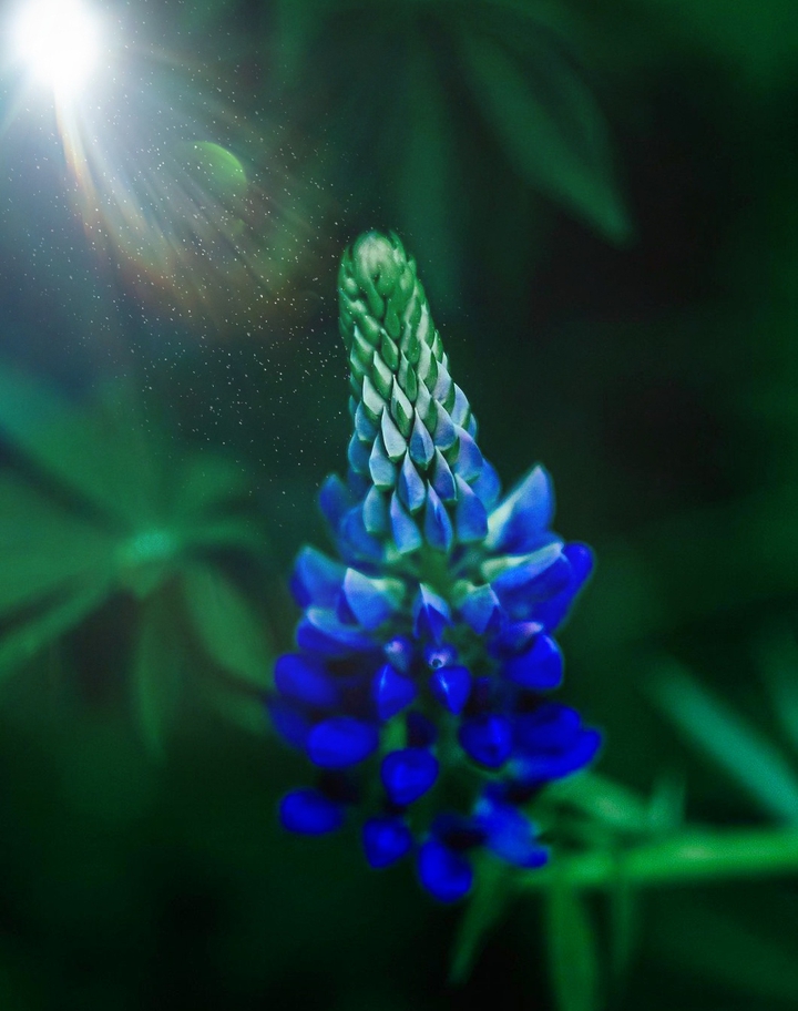 Bokeh